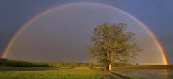 arbol arcoiris