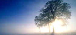 arbol dios