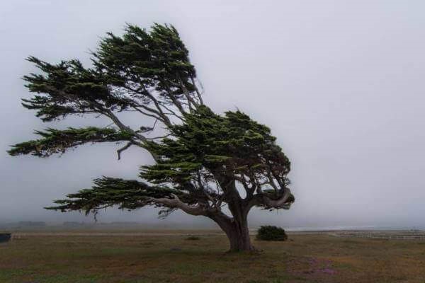 arbol viento
