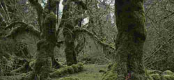 arbol