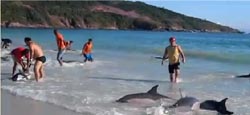 delfines
