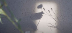 flor a fuego