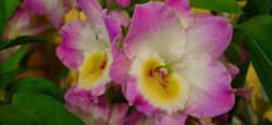 flor