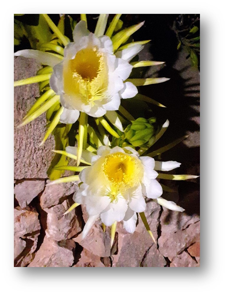 flores magnificat