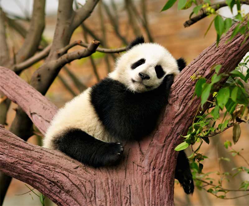 foto Oso Panda