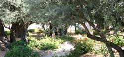 olivo