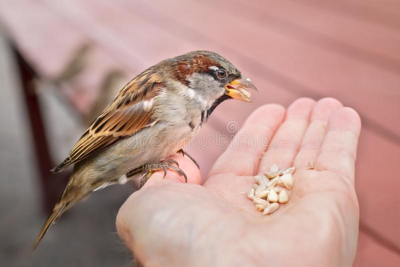 pajaro comer