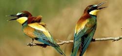 pajaros ballet