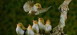 pajaros fascinante