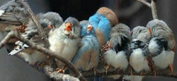 pajaros