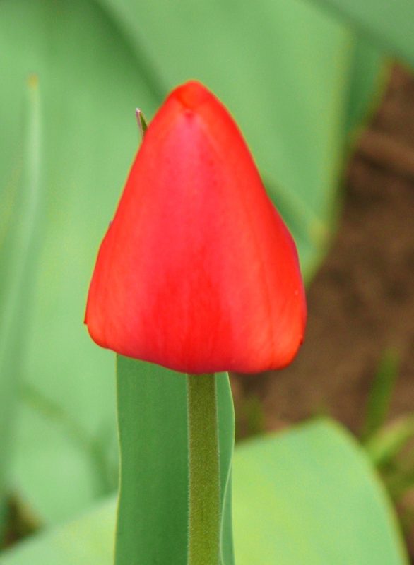 pascua