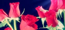 rosas