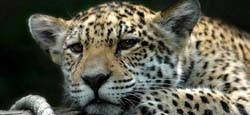 tigre relax